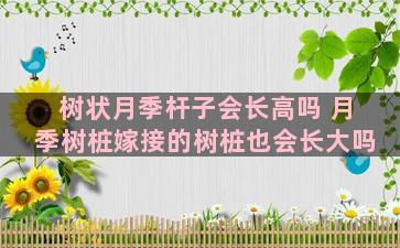 树状月季杆子会长高吗 月季树桩嫁接的树桩也会长大吗